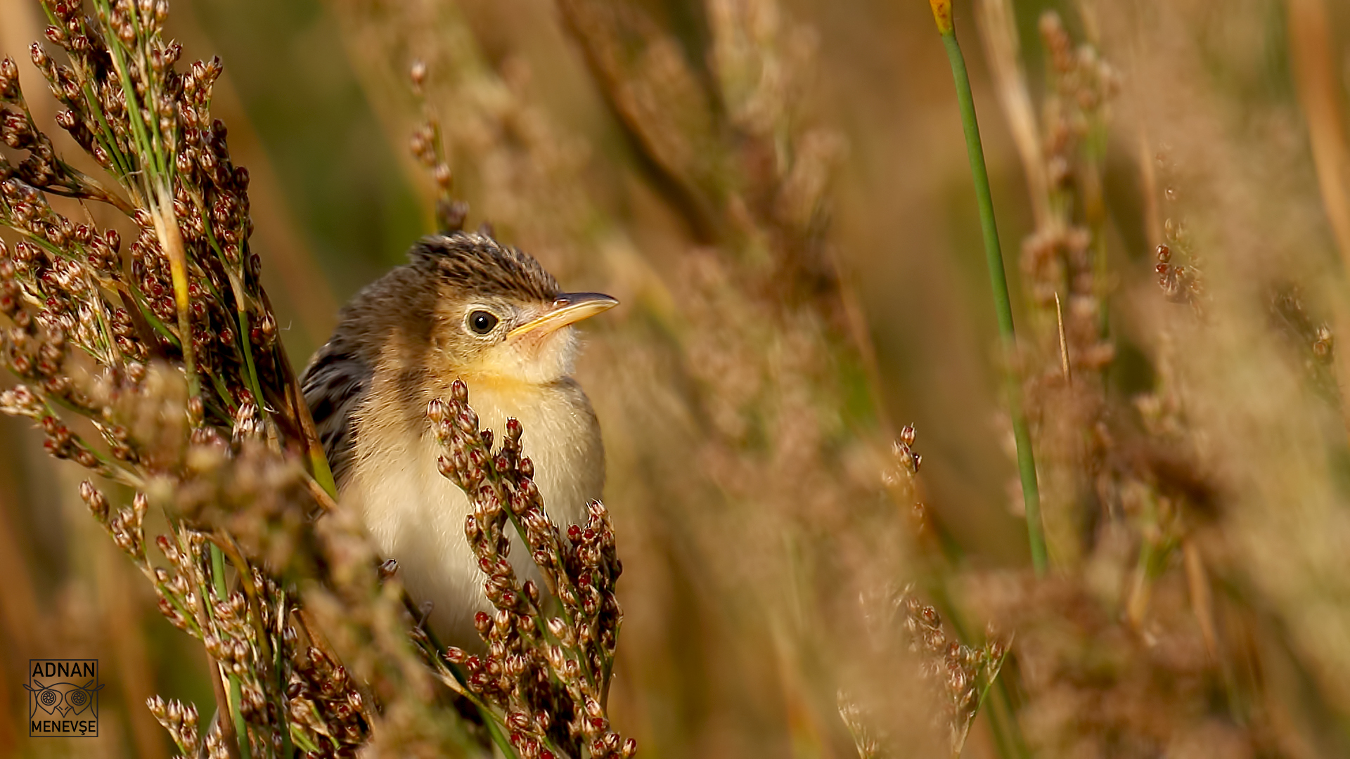 Zitting Cisticola